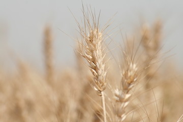 wheat