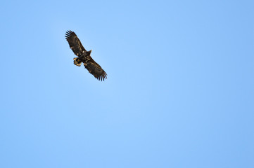 A big old White tailed eagle, Haliaeetus albicilla sail fly in the air.