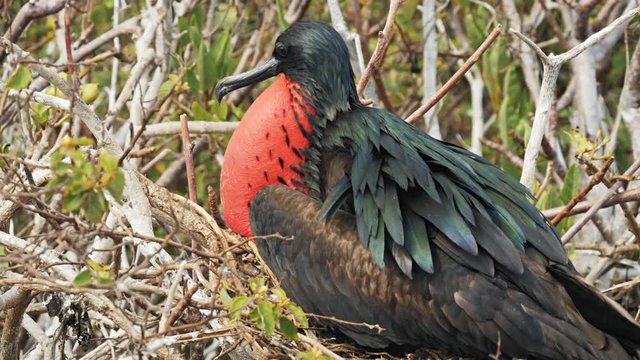 close up of a male magnificent frigatebird  with inflated gular sac on isla genovesa in the galalagos islands, ecuador