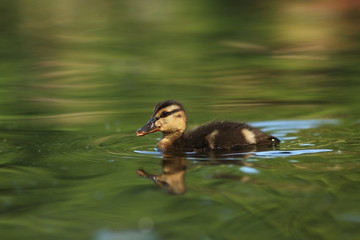 Anas platyrhynchos. The wild nature of the Czech Republic. Spring in nature. Bird on water. Wild nature. Bird and water. Colorful feathers. Beautiful nature photos. European nature.