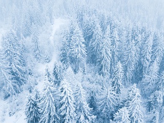 Flight over snowstorm in a snowy mountain coniferous forest, uncomfortable unfriendly winter...