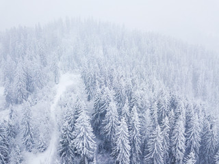 Obraz na płótnie Canvas Flight over snowstorm in a snowy mountain coniferous forest, uncomfortable unfriendly winter weather.