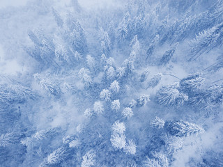 Flight over snowstorm in a snowy mountain coniferous forest, uncomfortable unfriendly winter weather.