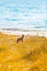 Animal Water View / Fox at dune grass near beach look to the sea (copy space)
