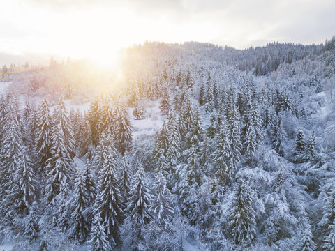 Flight over snowy mountain coniferous forest at sunset. Clear sunny frosty weather