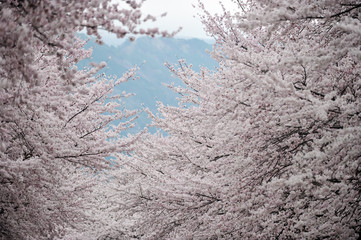 Cherry blossoms in Jinhae,  South Korea.