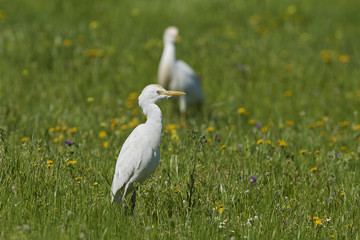 cattle egret (Bubulcus ibis)