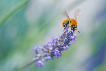 Macro Bee