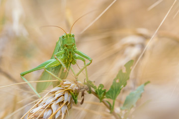 Macro Grasshopper