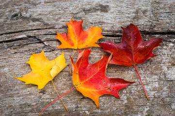 Fall maple leaf on wooden table