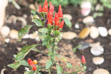 red hot peppers