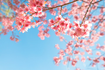 Beautiful sakura flower (cherry blossom) in spring. sakura tree flower on blue sky. - obrazy, fototapety, plakaty