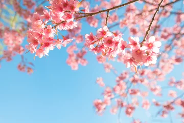 Fotobehang Beautiful sakura flower (cherry blossom) in spring. sakura tree flower on blue sky. © jakkapan