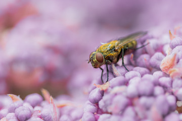 Macro Fly