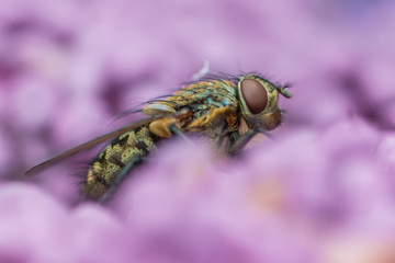 Macro Fly