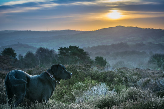 Sunrise with a dog