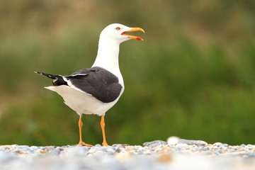 Larus fuscus. Beautiful nature of the North Sea. European bird. Wild nature. Germany, Helgoland. Bird on the beach. Seashore with stones. Beautiful picture. Green color in the photo.