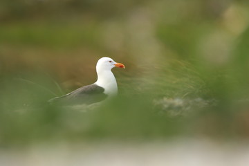 Larus fuscus. Beautiful nature of the North Sea. European bird. Wild nature. Germany, Helgoland. Bird on the beach. Seashore with stones. Beautiful picture. Green color in the photo.