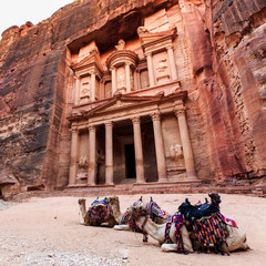 Camels in front of the Treasury at Petra the ancient City  Al Khazneh in Jordan