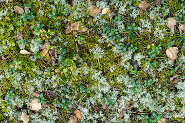 Forest floor with dry birch leaves, blueberry bushes and reindeer moss (Cladonia rangiferina). Aerial view. Texture, natural background.