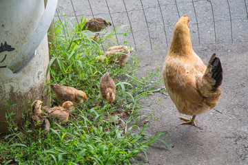 Huhn mit Küken