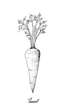 Hand Drawn of Fresh Carrot on White Background