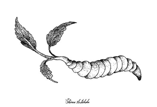 Hand Drawn of Chinese Artichoke on White Background