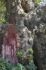 Old Tree Dripping a Red Resin