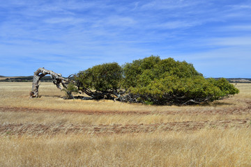 Australia, Western Australia, nature