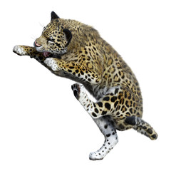 3D Rendering Big Cat Jaguar on White