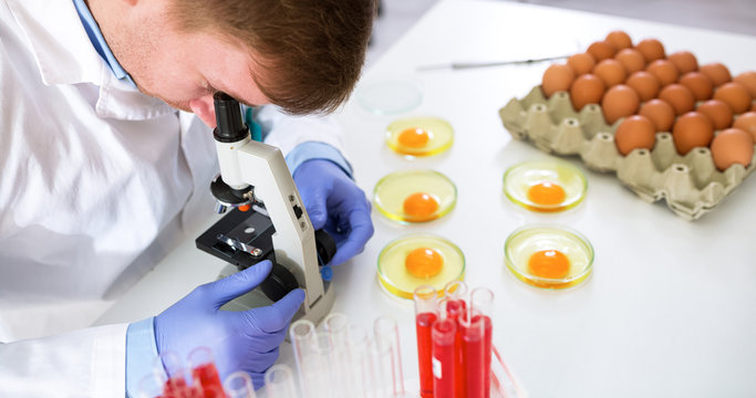 Doctor doing egg test experiments in laboratory