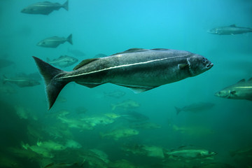 Cod fishes floating in aquarium, Alesund, Norway. - obrazy, fototapety, plakaty