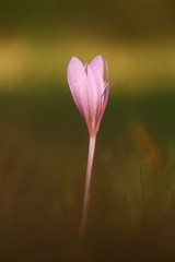 Colchicum autumnale. It is widespread in central, southern and western Europe. Also grown as an ornamental plant. Autumn nature. Wild nature. 