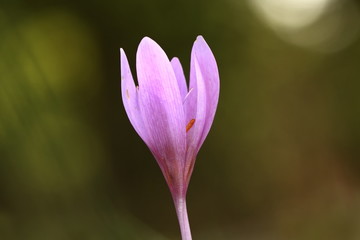 Fototapeta premium Colchicum autumnale. It is widespread in central, southern and western Europe. Also grown as an ornamental plant. Autumn nature. Wild nature. 