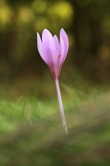 Colchicum autumnale. It is widespread in central, southern and western Europe. Also grown as an ornamental plant. Autumn nature. Wild nature. 