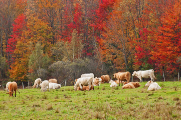 Fototapeta premium prairie