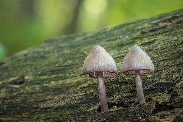Mushrooms