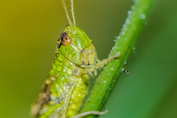 Grasshopper