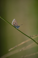 Common blue butterfly