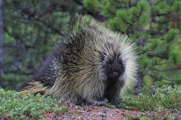 random encounter with wild porcupine in yukon - obrazy, fototapety, plakaty