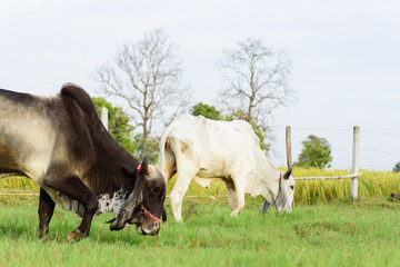 Cows are walking and eating grass in a field, livestock in Thailand