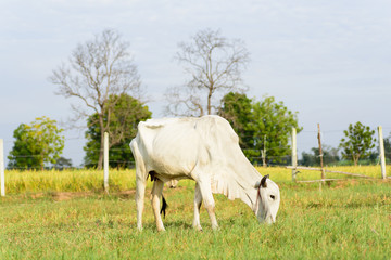 Obraz na płótnie Canvas White cow is walking and eating grass in a field, livestock in Thailand