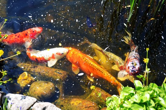 Koi-Karpfen im Gartenteich