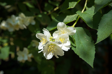 close up blooming jasmine flower on bush in garden, selected focus