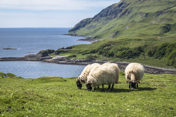 Obraz premium Sheep and goat at the bay called Camas nan Geall, Ardnamurchan