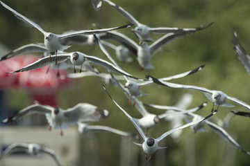 Seagulls are flying (Brown-headed gull)