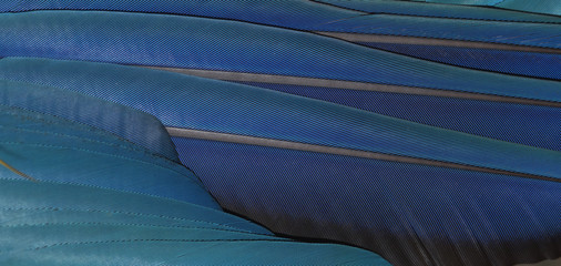 Closeup blue feathers of macaw © chamnan phanthong