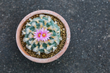 Lophophora is spineless cactus that but having yellow short fur instead. Its native is in desert where is hot and dry. It grows well in glasshouse or greenhouse. Its pink flower is very beautiful.