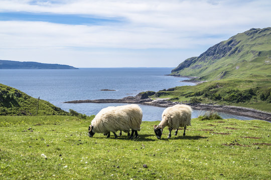 Sheep and goat at the bay called Camas nan Geall, Ardnamurchan