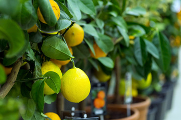 Potted green tropical house plants in pots.  Lemon, citrus. Decoration of the interior.